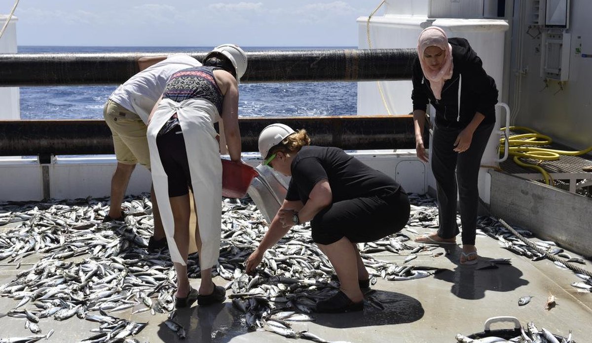 
Innsamling av fisk pÃ¥ dekk