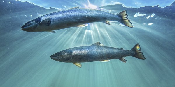 

Havforskere og marinbiologer på uttak