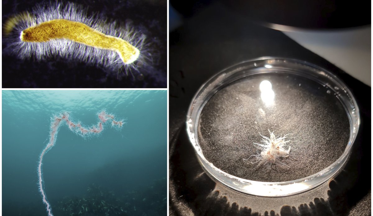 
En kollasj med tre bilde av perlesnormanet. Et bilde som vier perlesnormaneta i havet, eit i ei petriskål og eit mikroskopbilete