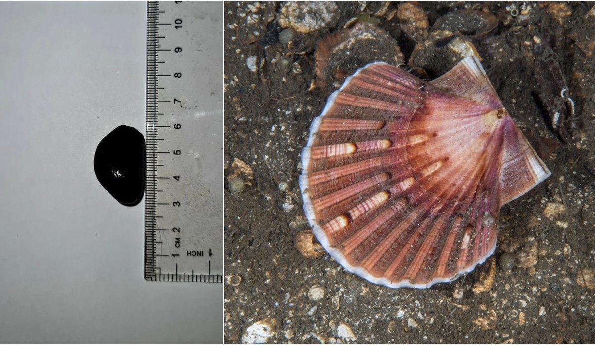 
Kollasj av to bilder. Det ene bildet viser en helt sort kamskjellperle, det andre et kamskjell