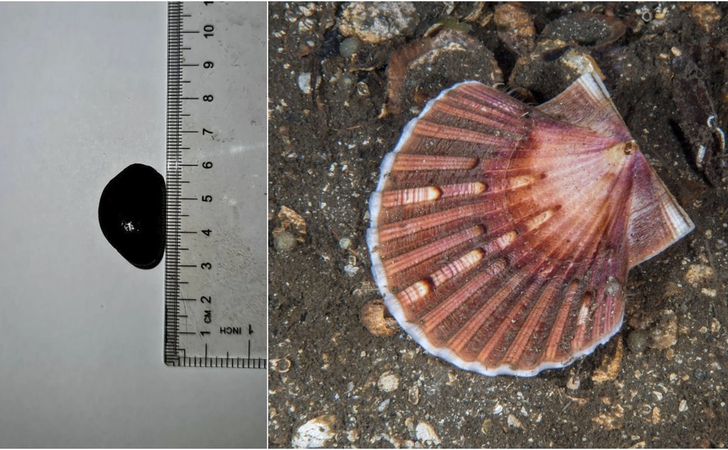 Kollasj av to bilder. Det ene bildet viser en helt sort kamskjellperle, det andre et kamskjell