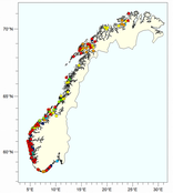 Et kart som viser at det er meldt inn perlesnormanet-observasjoner langs hele kysten.