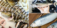 

Bilder av torsk i skiver, en makrell og to sild