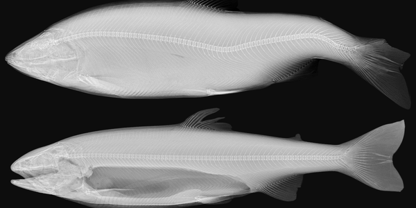 

Per Gunnar Fjelldal røntgen pukkellaks