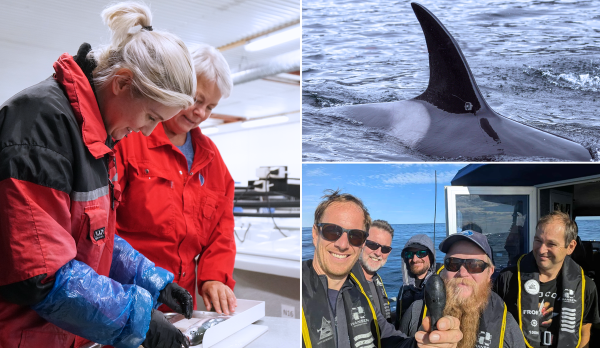 
kollasj av flere bilder. Forsker selfie, forsker som undersøker fisk og en spekkhoggers rygg.