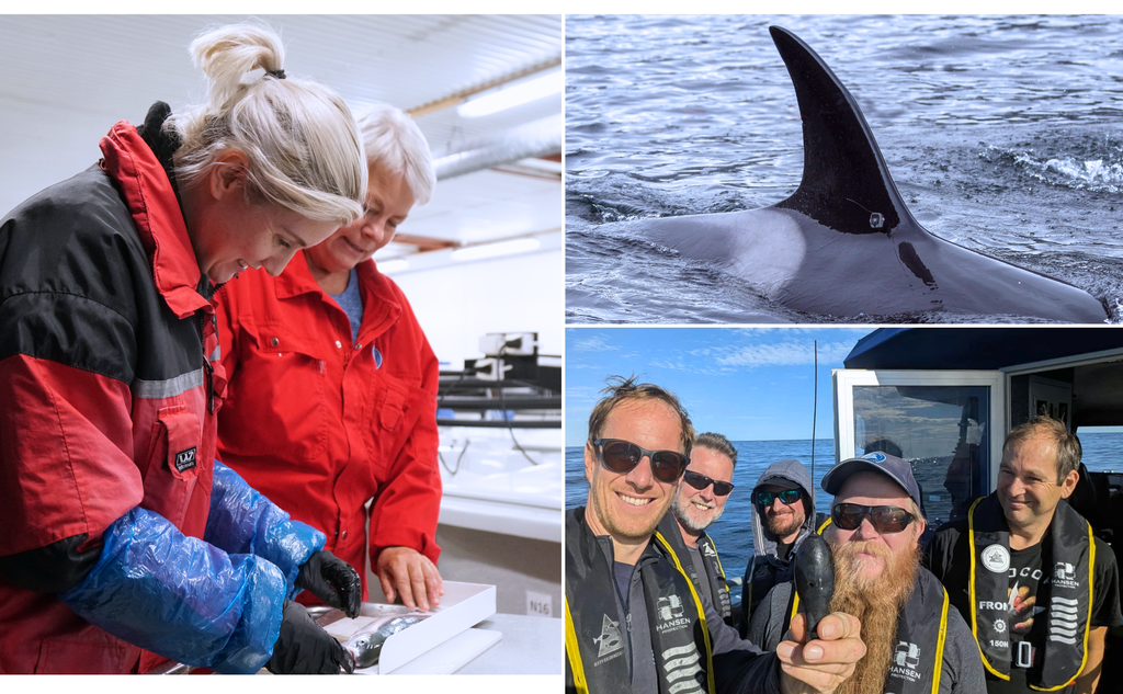 kollasj av flere bilder. Forsker selfie, forsker som undersøker fisk og en spekkhoggers rygg.