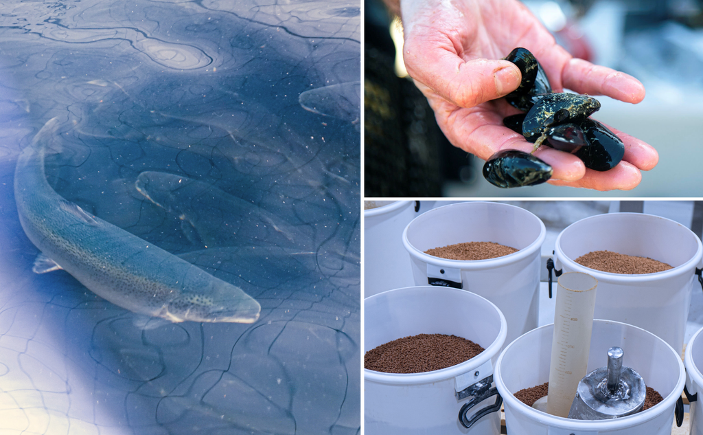 karusellkollasj mal (7)