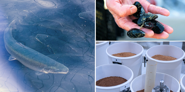 


karusellkollasj mal (7)