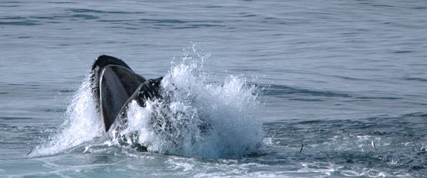 expected string or buffer