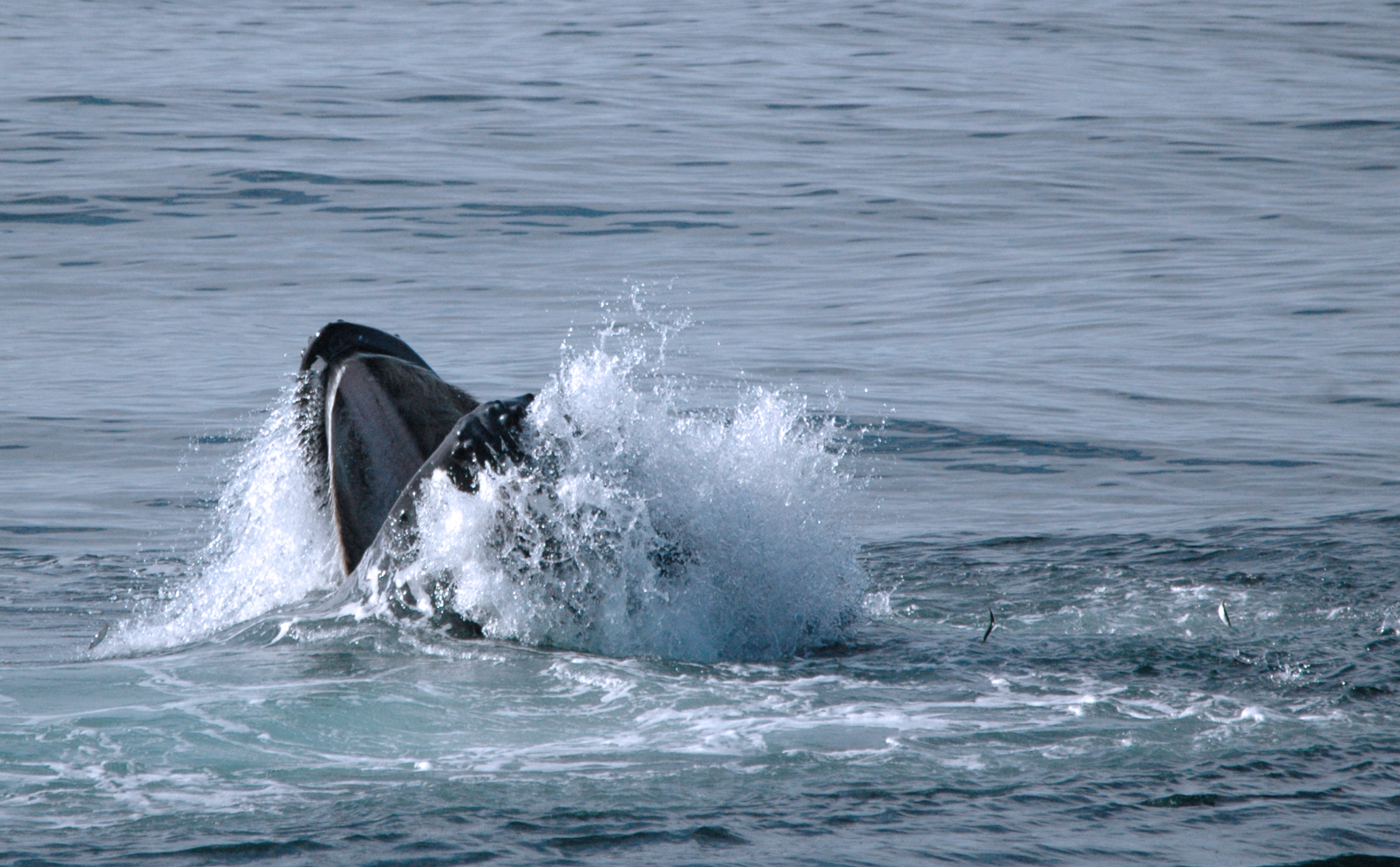 Humpback whale.