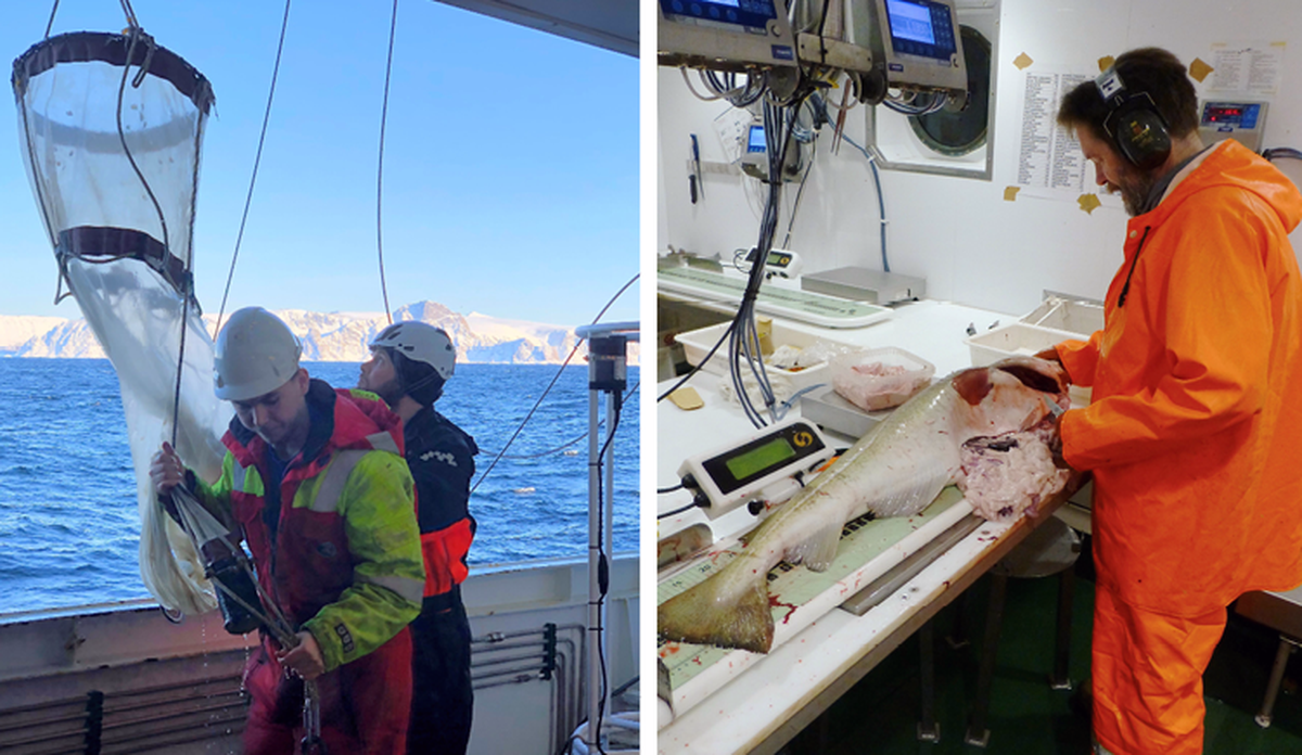 
To bilder satt sammen. Det ene viser mannskap på tokt som tar inn finmasket trål med prøver av torskeegg. Det andre viser en mann som opparbeider en stor torsk inne på våtlaben om bord på forskningsfartøyet.