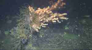 Bilde av korallarten sjøtre. På korallen henger det en fiskeline som har blitt overgrodd med børstemark.