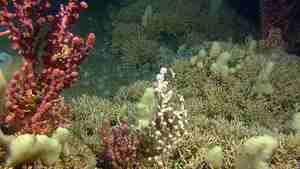 ulike koraller