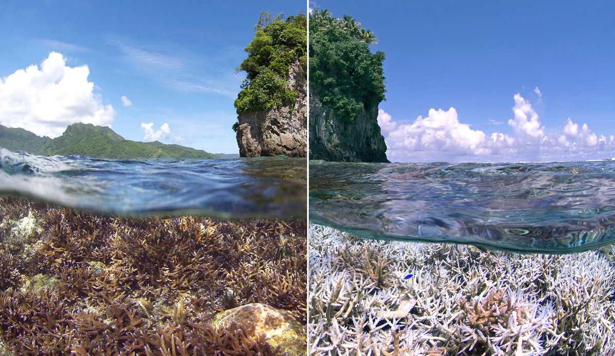 
Coral reef before and after bleaching event.
