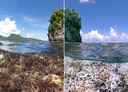 Coral reef before and after bleaching event.