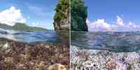 

To bilde av korallrev, før og etter bleking.