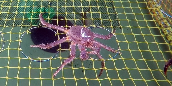 

Liten kongekrabbe rømmer