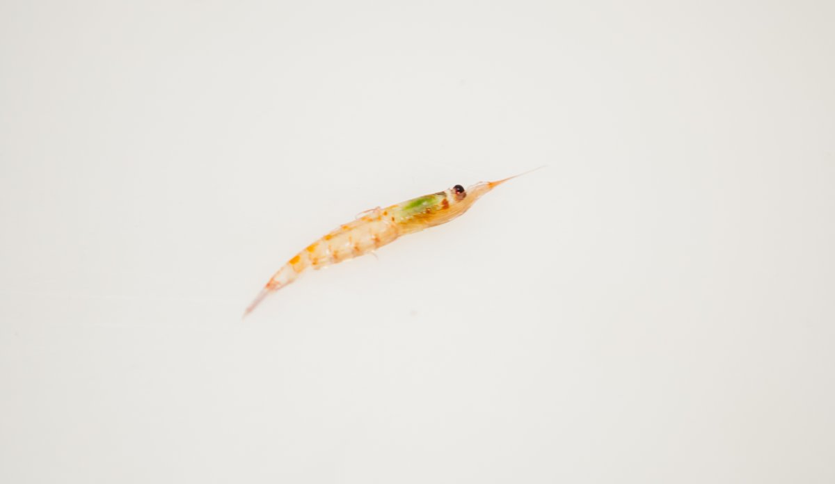 Krill.