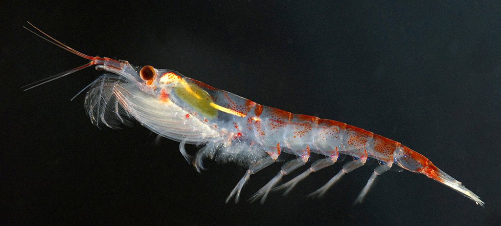 krill