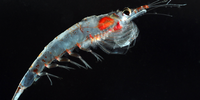 

Rød og hvit krill i svart vanmasse.