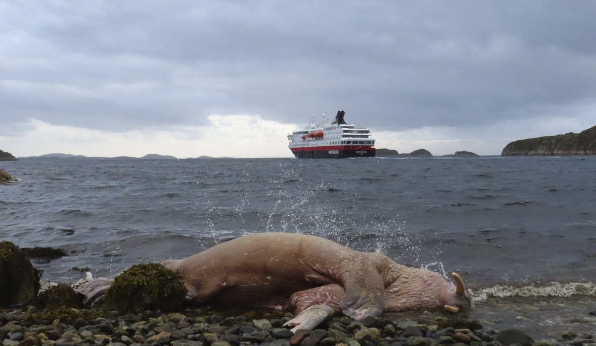 Foto av en strandet hvalross som bølgene slår mot. I bakgrunnen ser vi et hurtigruteskip.