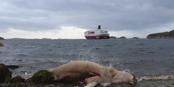 

Foto av en strandet hvalross som bølgene slår mot. I bakgrunnen ser vi et hurtigruteskip.