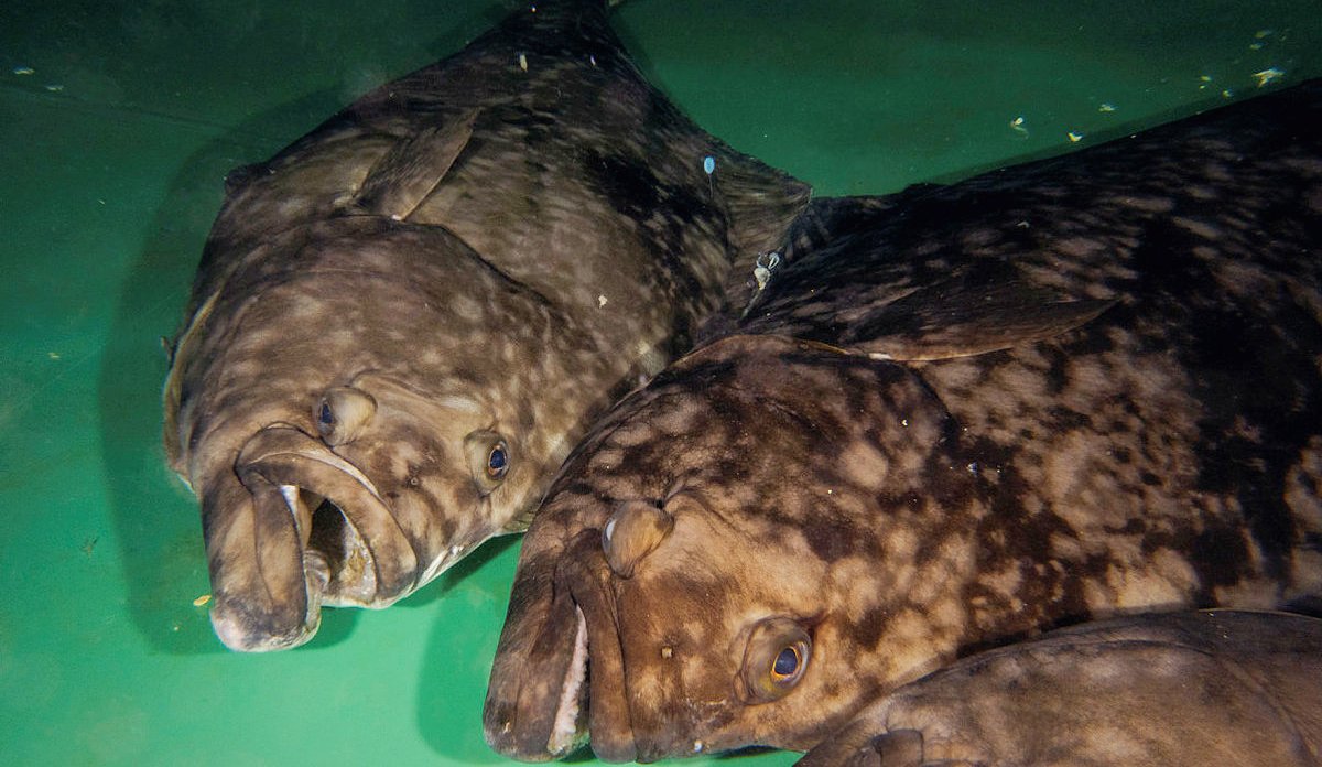 
Three large halibut.