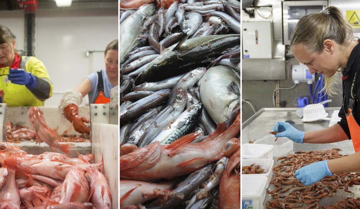 
sortering av fisk