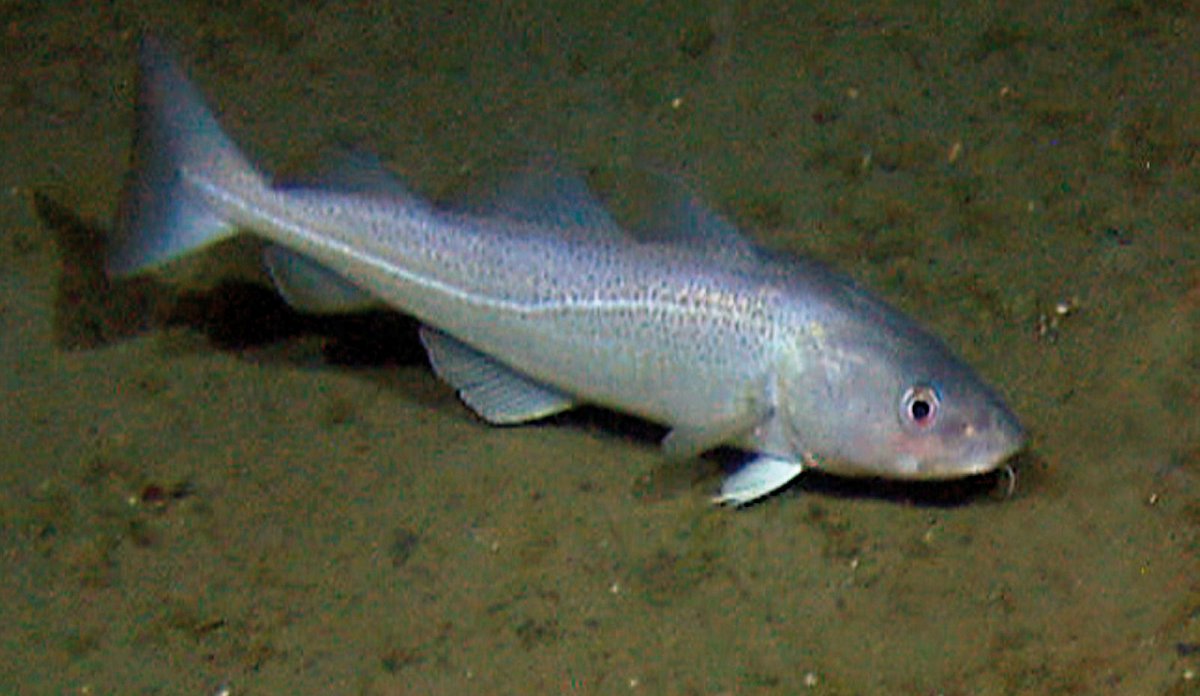 
kysttorsk 