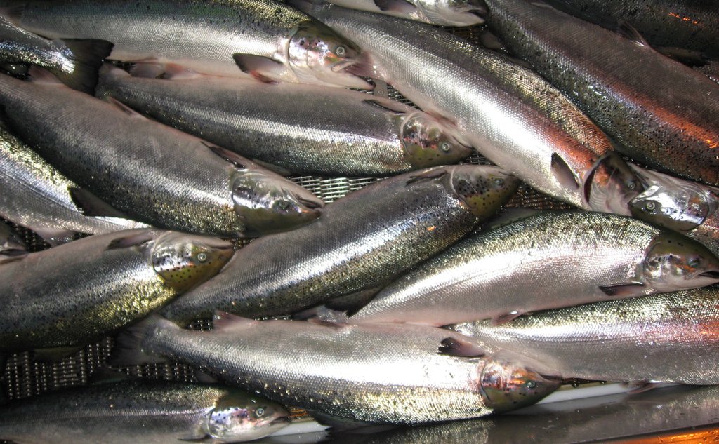 Bilde av oppdrettslaks som ligger på et samlebord og skal avlives.