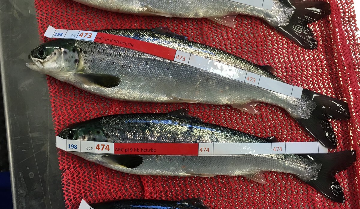 
Small fish marked with paper slips on a table as part of a trial.