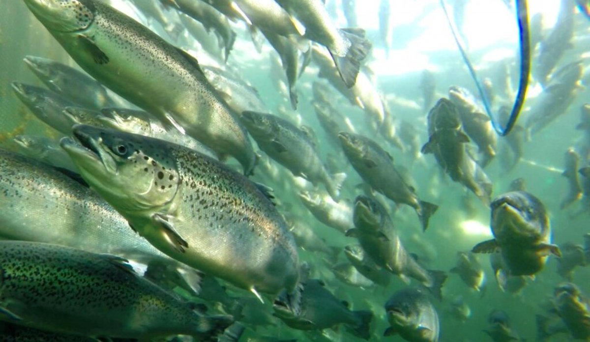 
Bilde av laks i en merd, fisken svømmer mot oss i grønnlig vann.