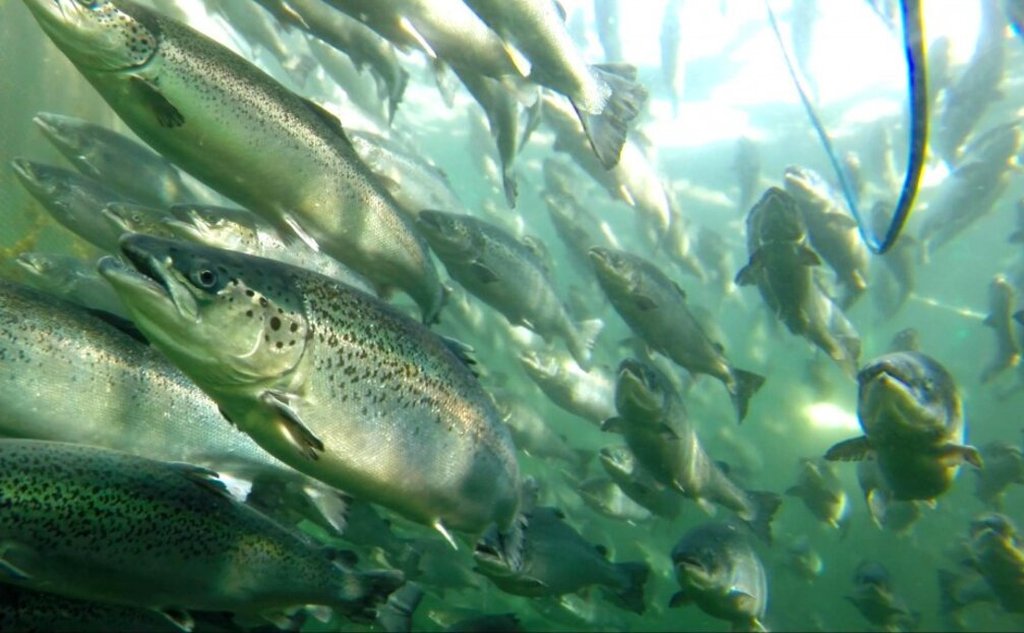 Bilde av laks i en merd, fisken svømmer mot oss i grønnlig vann.
