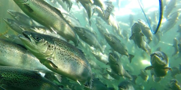 

Bilde av laks i en merd, fisken svømmer mot oss i grønnlig vann.