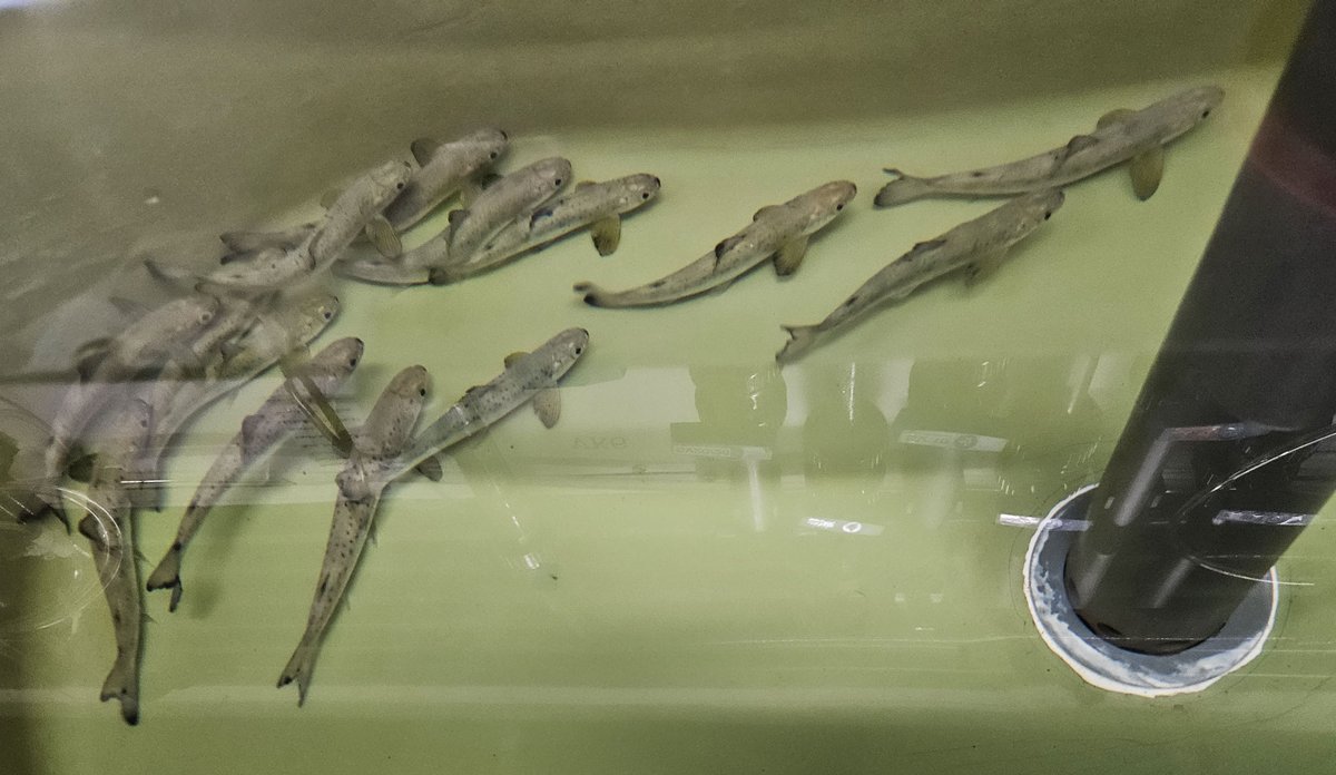 
Ca. 10 fisk som sym saman i eit kar.