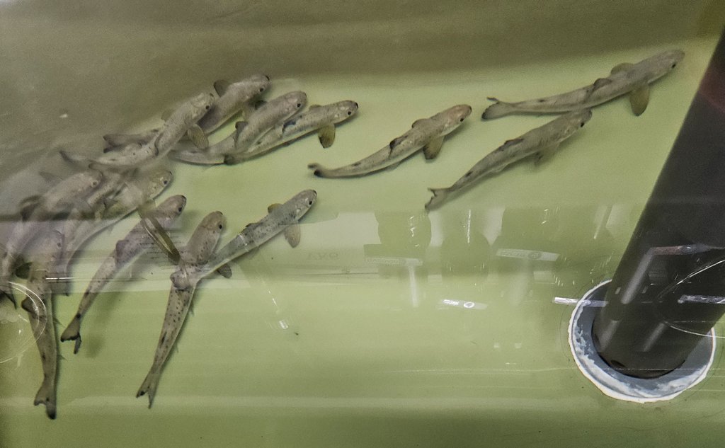 Ca. 10 fisk som sym saman i eit kar.