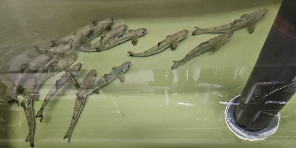 

Ca. 10 fisk som sym saman i eit kar.