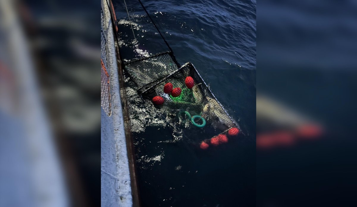Foto av fisketeine med torsk