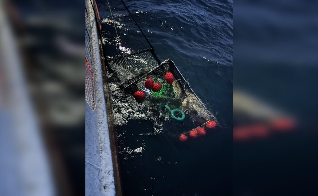Foto av fisketeine med torsk