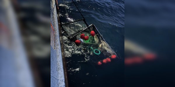 

Foto av fisketeine med torsk