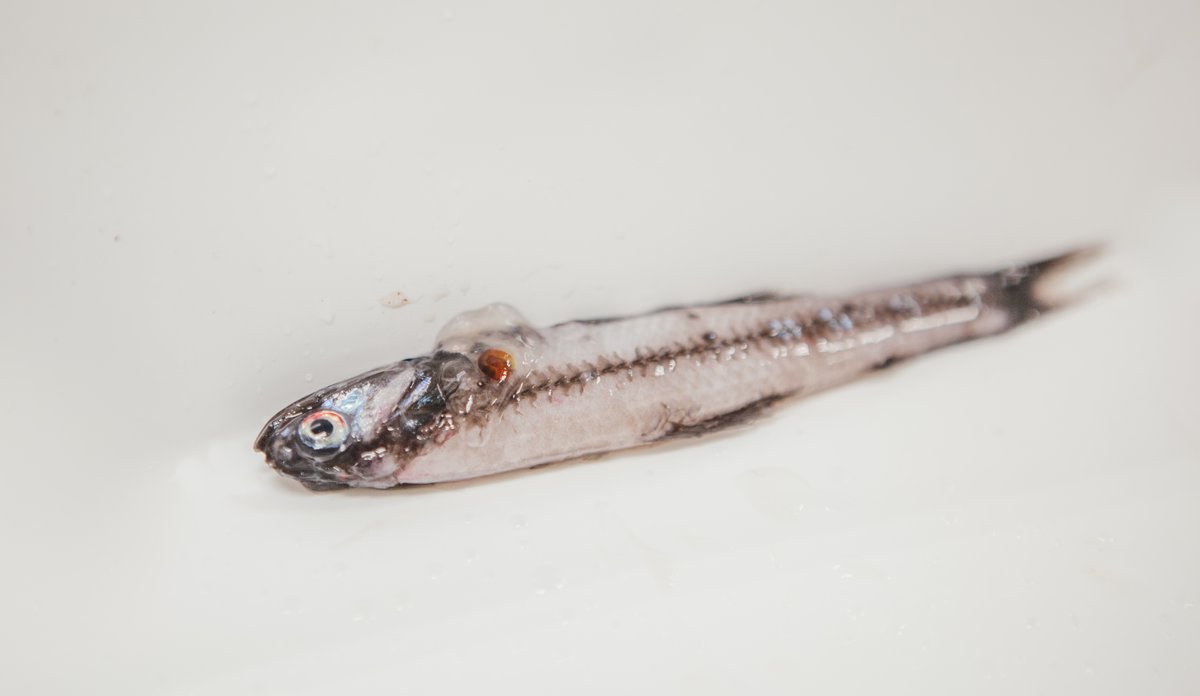 Lysprikkfisk, ein liten blank fisk.