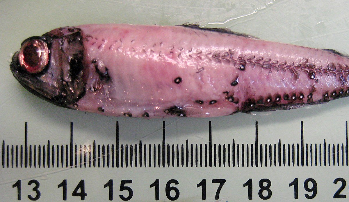 lysprikkfisk