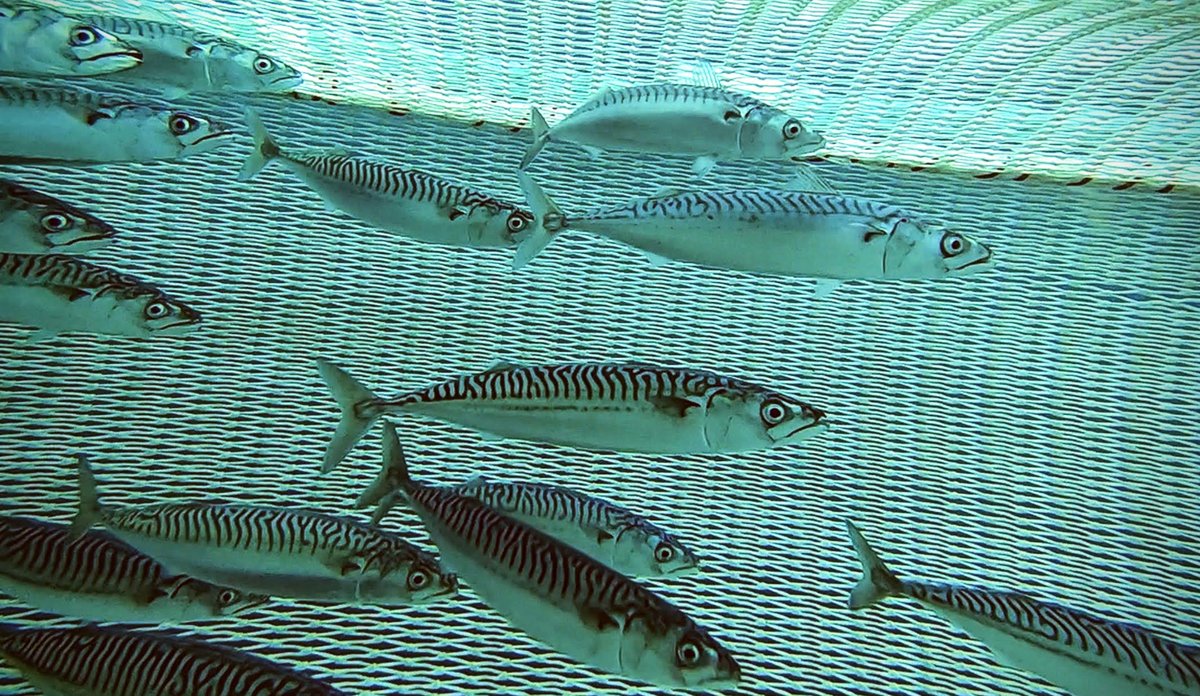 foto av makrell som går inn i trålen