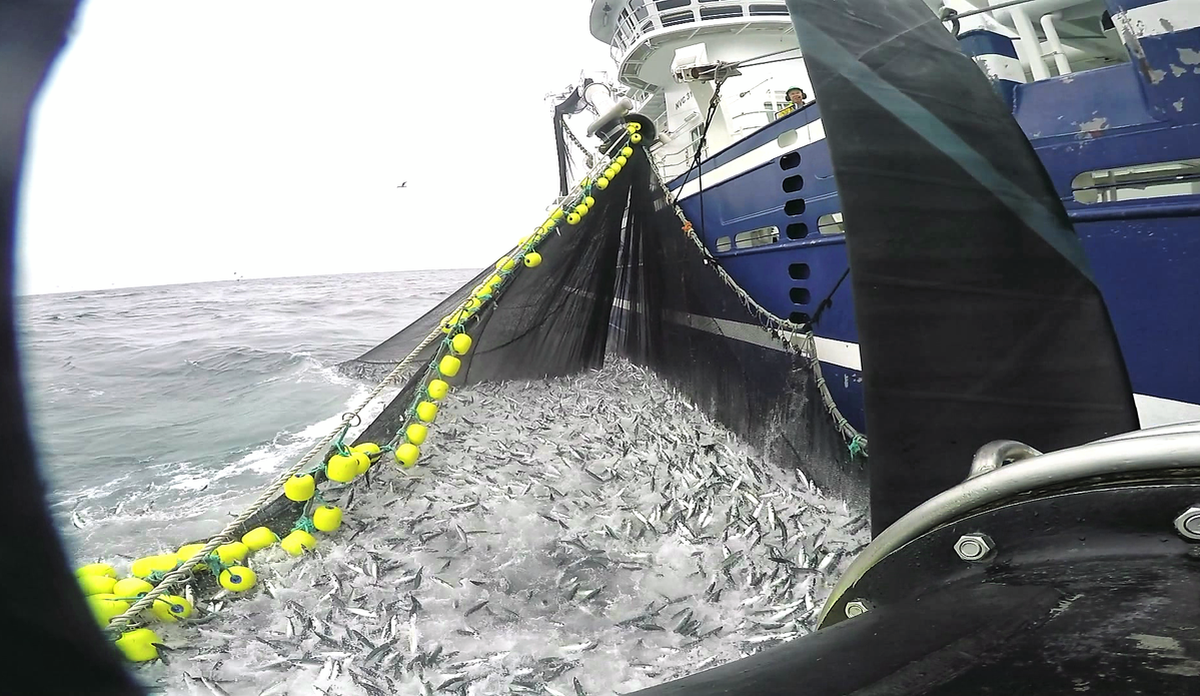 
not full av fisk ligger inntil skip ute på havet 