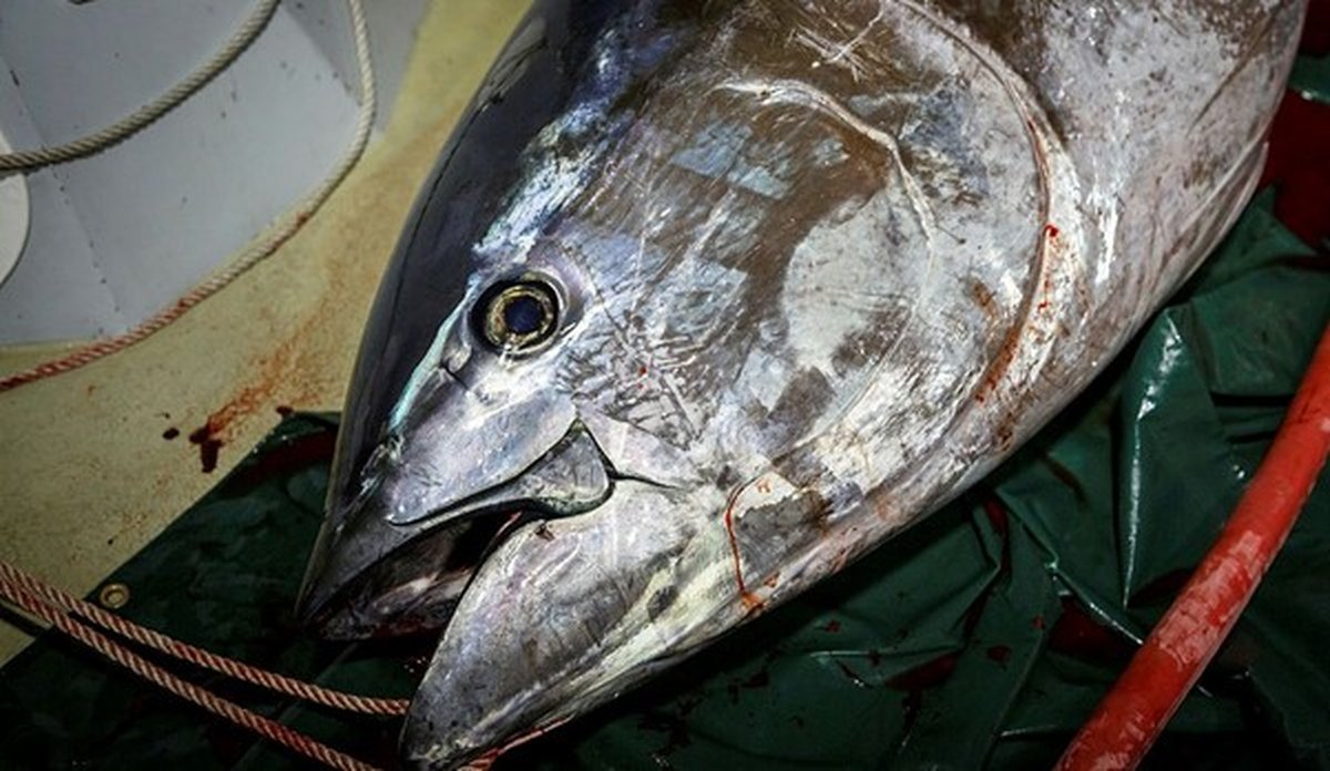 
nærbilde av et hode til makrellstørje