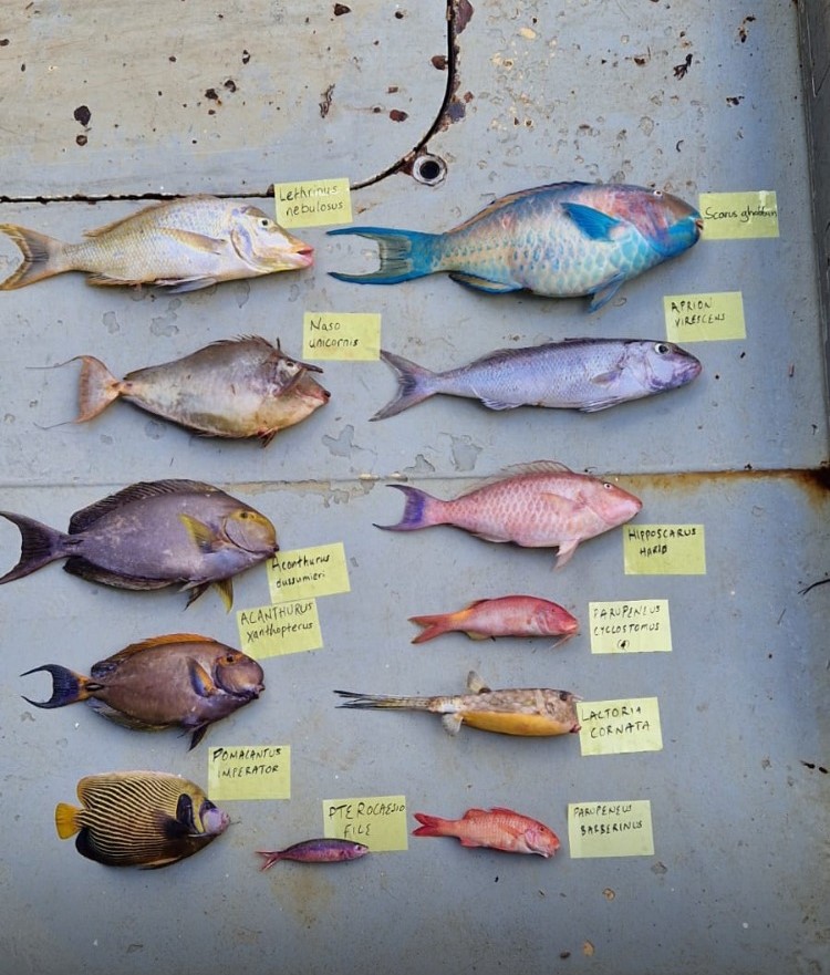 Mange forskjellige og fargerike fisker