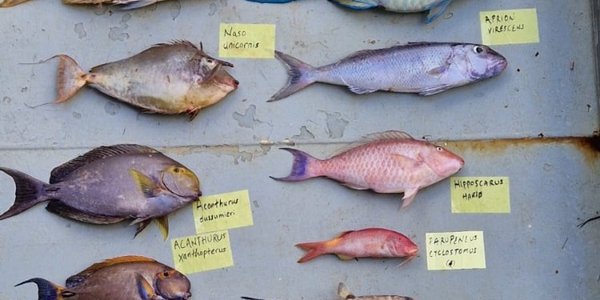 

Et stort hvitt forskingsskip