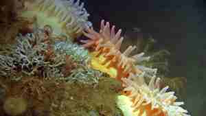 Undervannsbilde av anemone på eit korallrev.0