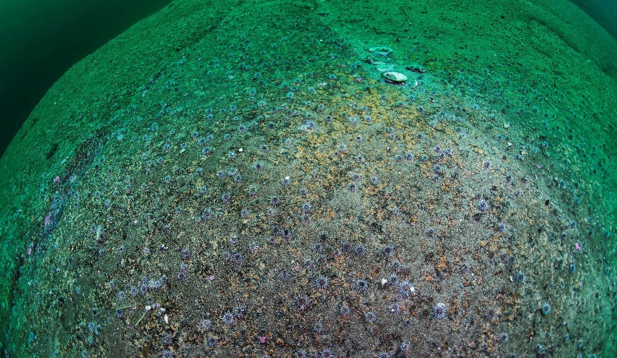 
gold havbunn med mange små kråkeboller spredt utover 