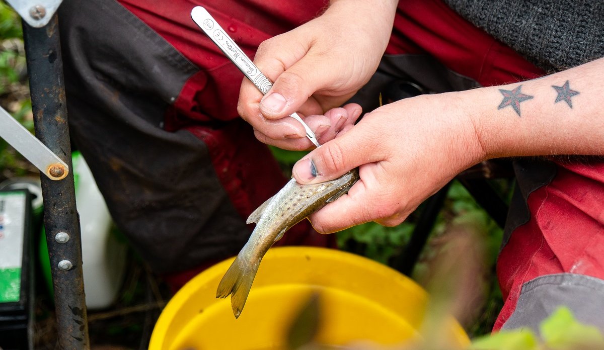 
Person inserting acoustic tracker into fish.